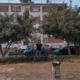 Gabriele Primavera raising his hands among a couple of carob trees he planted himself in a public square in Latina (Italy)