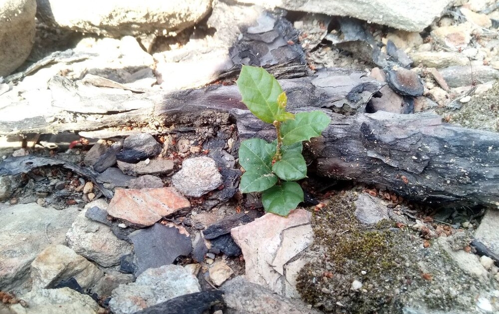 holm oak youngling An holm oak youngling on burned soil