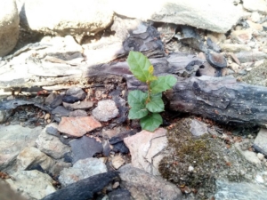 An holm oak youngling on burned soil